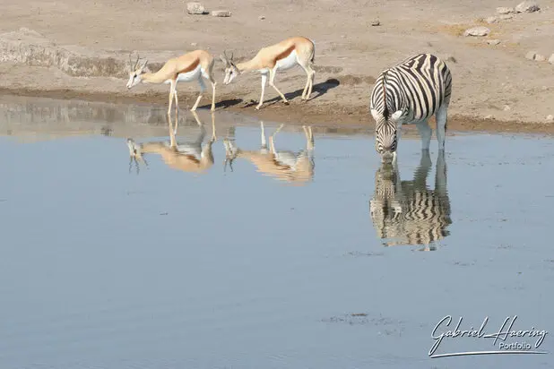 African Zebras by Gabriel Haering