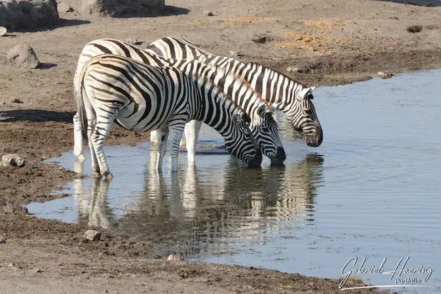 African Zebras by Gabriel Haering