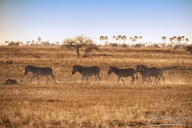 African Zebras by Gabriel Haering