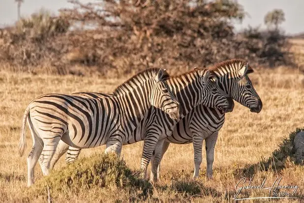 African Zebras by Gabriel Haering