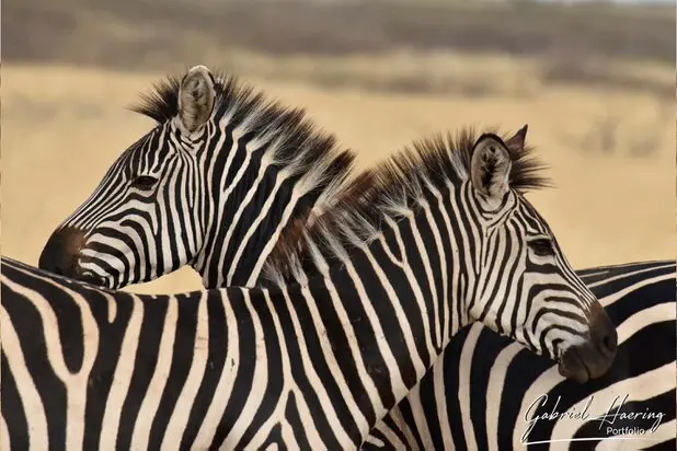 African Zebras by Gabriel Haering