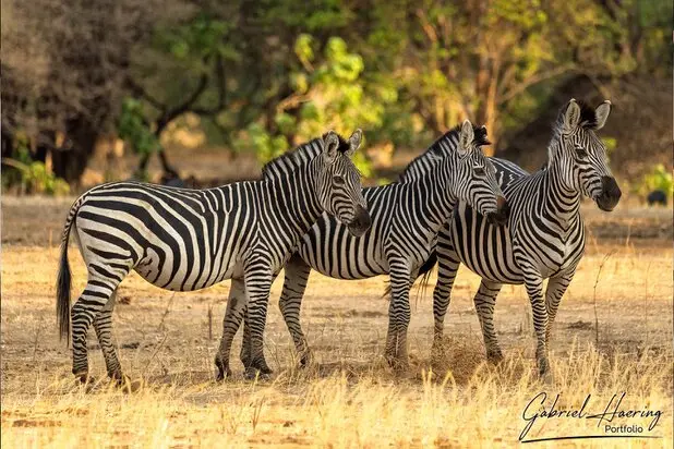 African Zebras by Gabriel Haering