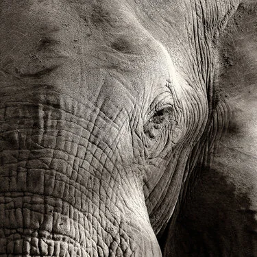 Elephant black and white fine art picture available for sale for a good cause in kenya