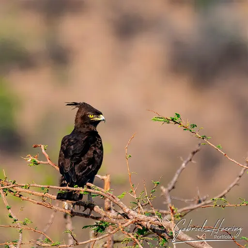 Photographic Safari Mkomazi National Park