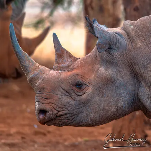 Photographic Safari Mkomazi National Park