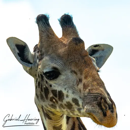 Photographic Safari Mkomazi National Park