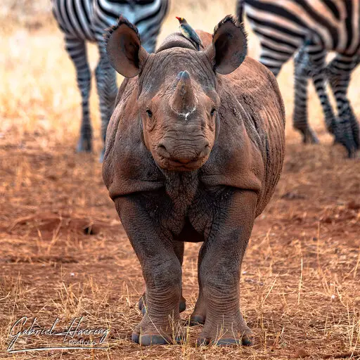 Photographic Safari Mkomazi National Park