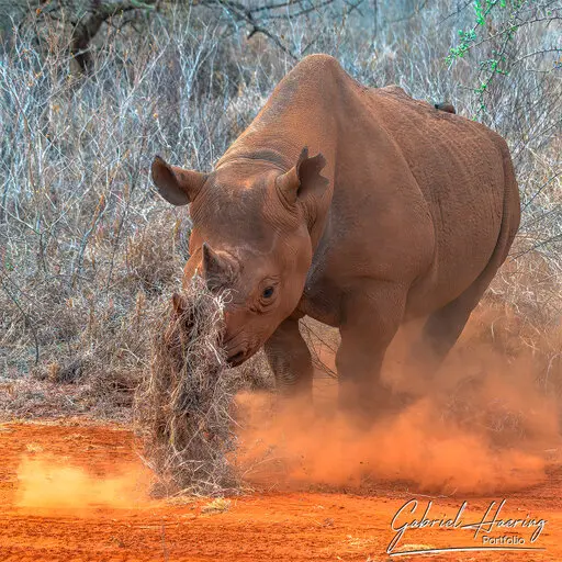 Photographic Safari Mkomazi National Park