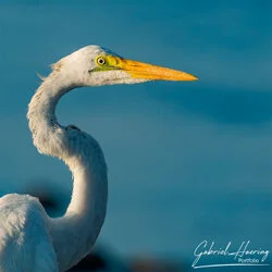 Heron portrait in Lake Natron conservation, Tanzania, photographed during a guided photographic safari.