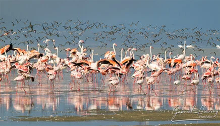 Flamingo in Lake Natron conservation, Tanzania, photographed during a guided photographic safari.