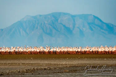 Flamingo in Lake Natron conservation, Tanzania, photographed during a guided photographic safari.