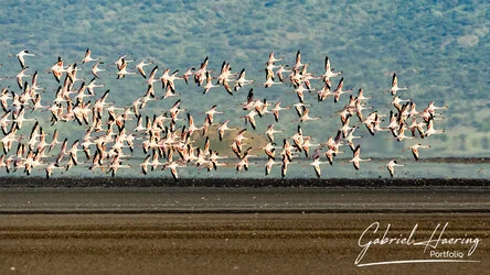 Flamingo in Lake Natron conservation, Tanzania, photographed during a guided photographic safari.