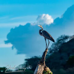 Heron portrait in Mkomazi National Park, Tanzania, photographed during a guided photographic safari.