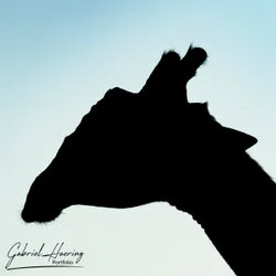 Giraffe portrait in Mkomazi National Park, Tanzania, photographed during a guided photographic safari.