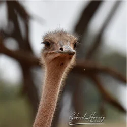 Ostrich portrait in Tarangire National Park, Tanzania, photographed during a guided photographic safari.