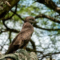 Eagle resting on a tree branch in Tarangire National Park, Tanzania, photographed during a guided photographic safari.