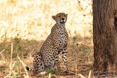 Cheetah in Tarangire National Park, Tanzania, photographed during a guided photographic safari.