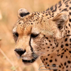 Cheetah in Tarangire National Park, Tanzania, photographed during a guided photographic safari.