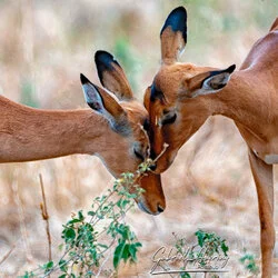 Impala couple in Tarangire National Park, Tanzania, photographed during a guided photographic safari.