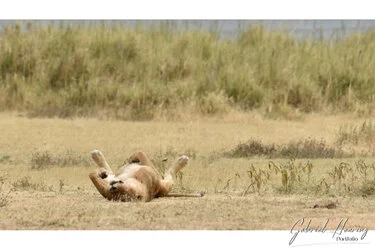 Lion in Ngorongoro Crater, Tanzania, photographed during a guided photographic safari.