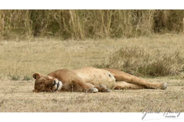 Lion in Ngorongoro Crater, Tanzania, photographed during a guided photographic safari.