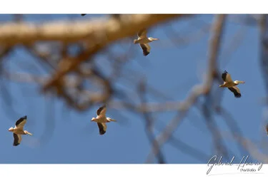 Pelicans fliying over Ngorongoro Crater, Tanzania, photographed during a guided photographic safari.
