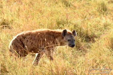 Sunrise in Serengeti National Park, Tanzania, photographed during a guided photographic safari.