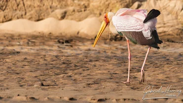  Bunstorch can be observed in Nyerere National Park during a private photographic safari