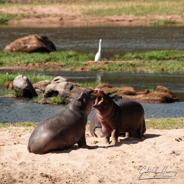 Tanzania photo safari hippo in Ruaha National Park during a private photographic safari