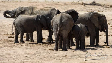 Tanzania photo safari Elephant in Ruaha National Park during a private photographic safari