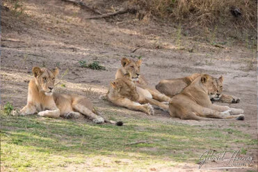 Lion can be observed in Ruaha National Park during a private photographic safari