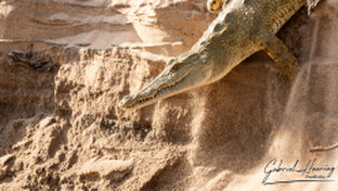 Crocodile can be observed in Nyerere National Park during a private photographic safari