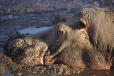 Hippo can be observed in Katavi National Park during a private photographic safari
