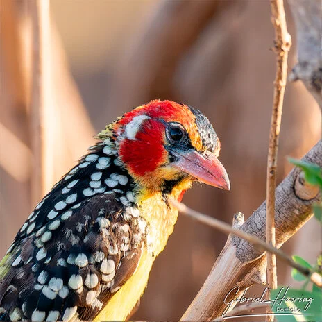 Birdlife in Mkomazi National Park captured on a bespoke wildlife photography safari in Tanzania