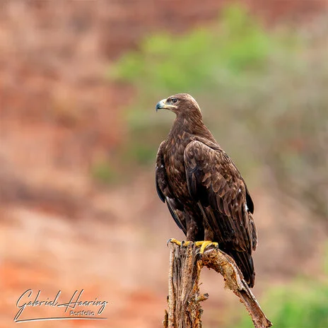 Birdlife in Mkomazi National Park captured on a bespoke wildlife photography safari in Tanzania