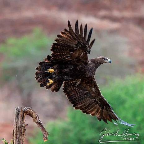 Birdlife in Mkomazi National Park captured on a bespoke wildlife photography safari in Tanzania