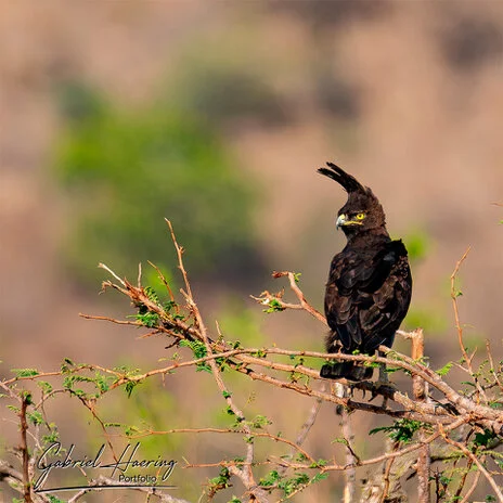 Birdlife in Mkomazi National Park captured on a bespoke wildlife photography safari in Tanzania