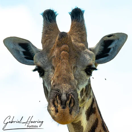 Masai giraffe in Mkomazi photographed during a bespoke Tanzania photographic safari
