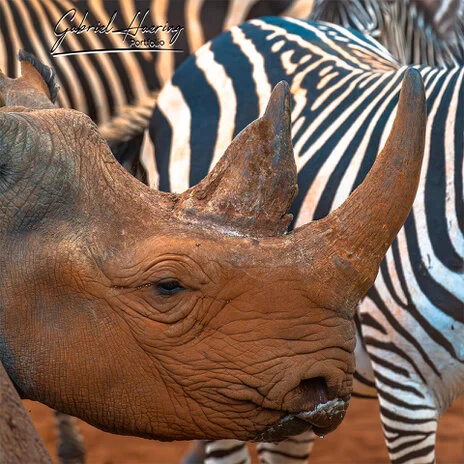 Black rhino in Mkomazi National Park photographed on a bespoke photographic safari in Tanzania