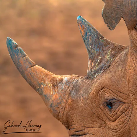 Black rhino in Mkomazi National Park photographed on a bespoke photographic safari in Tanzania