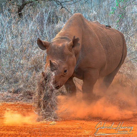 Black rhino in Mkomazi National Park photographed on a bespoke photographic safari in Tanzania