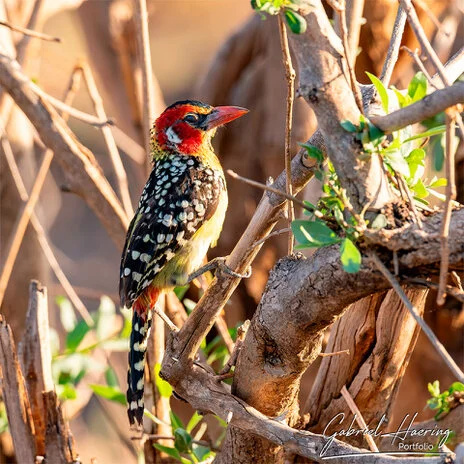 Birdlife in Mkomazi National Park captured on a bespoke wildlife photography safari in Tanzania