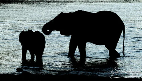African elephant photographed during a bespoke Tanzania photo safari in Mkomazi National Park