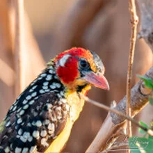 Birding in Mkomazi National Park captured on a bespoke wildlife photography safari in Tanzania