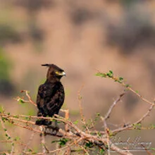 Birding in Mkomazi National Park captured on a bespoke wildlife photography safari in Tanzania