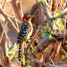 Birding in Mkomazi National Park captured on a bespoke wildlife photography safari in Tanzania