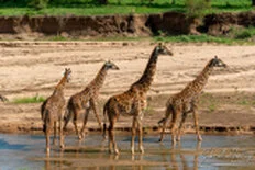 Masai giraffe photographed during a Tanzania photographic safari in Tarangire National Park