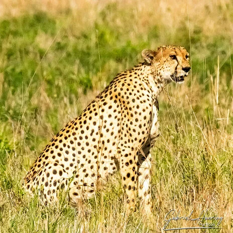 Cheetah sighting during a photographic safari in Tarangire’s open savannah.