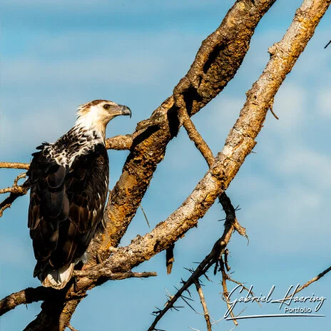 Fish eagle photography along the Tarangire River during a bespoke Tanzania photographic safari
