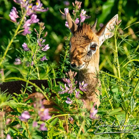 Kirk’s dik-dik in Tarangire National Park captured on a bespoke Tanzania photographic safari